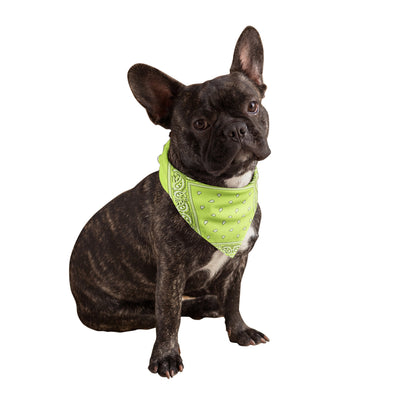 Neon Yellow Dog Bandana