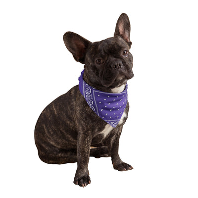 Purple Dog Bandana