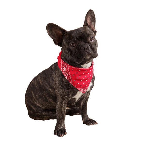 Red bandana dog sales food