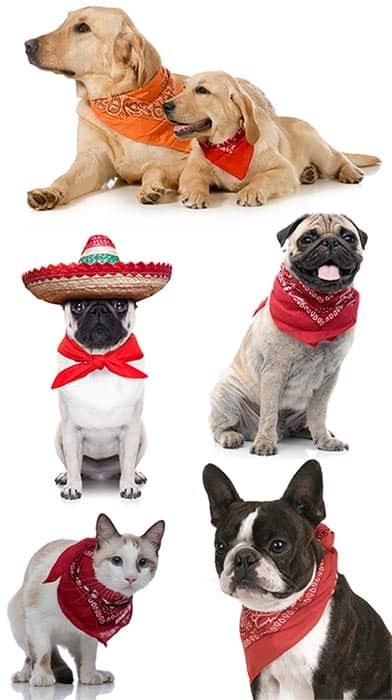 Dog Bandana Halloween Costumes