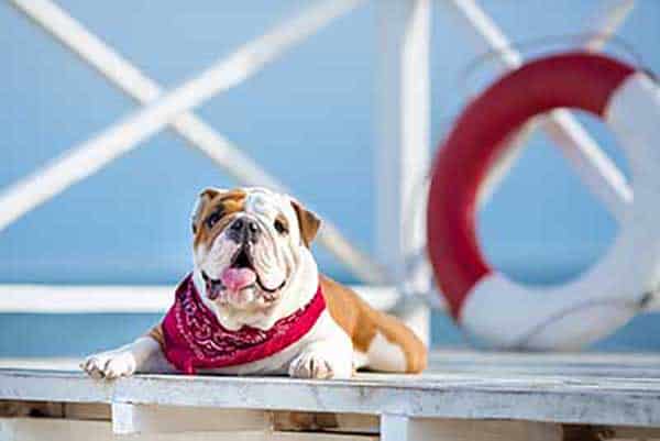 Dog Red Bandana