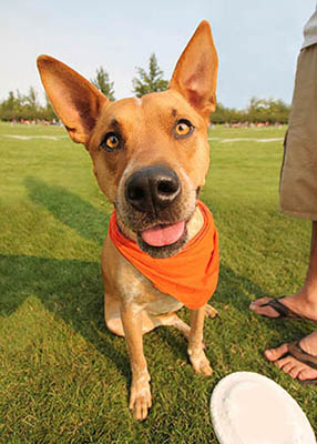 Extra Large XL dog bandana