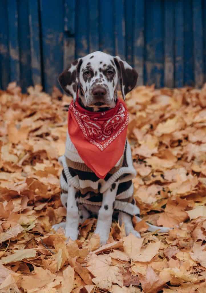 How to Tie a Dog Bandana