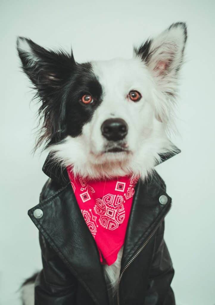 how to tie a bandana on a dog