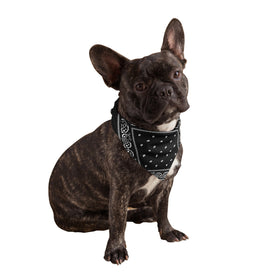 Black Dog Bandana