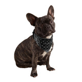 Black Dog Bandana