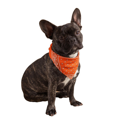 Neon Orange Dog Bandana