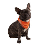 Neon Orange Dog Bandana
