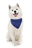 4 Pack Polyester Solid Dog Bandanas - Fast FREE Shipping