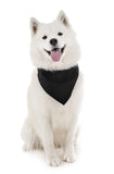 4 Pack Polyester Solid Dog Bandanas - Fast FREE Shipping