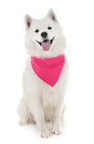 4 Pack Polyester Solid Dog Bandanas - Fast FREE Shipping