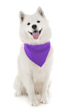 4 Pack Polyester Solid Dog Bandanas - Fast FREE Shipping