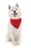 4 Pack Polyester Solid Dog Bandanas - Fast FREE Shipping