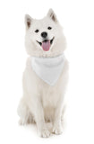 4 Pack Polyester Solid Dog Bandanas - Fast FREE Shipping